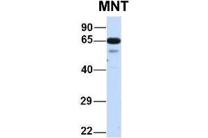 Host:  Rabbit  Target Name:  MNT  Sample Type:  Human Fetal Lung  Antibody Dilution:  1. (MNT 抗体  (N-Term))