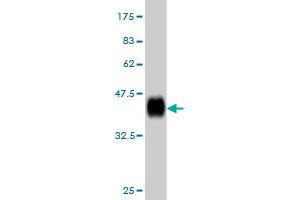 Western Blot detection against Immunogen (36. (RPL36A 抗体  (AA 7-106))