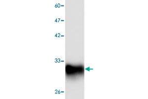 Western blot analysis of HEK293 whole cell lystae with NP monoclonal antibody, clone 11  at 1:1000 dilution. (PNP 抗体  (AA 68-289))