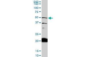 Western Blotting (WB) image for anti-NAD Kinase (NADK) (AA 1-446) antibody (ABIN566302)