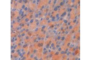 IHC-P analysis of Mouse Tissue, with DAB staining. (Sestrin 2 抗体  (AA 41-480))
