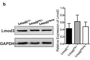 Tmod1 and Lmod3 Expression in Lmod2 mutant mice. (GAPDH 抗体  (AA 1-335))