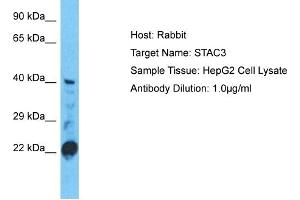 Host: Rabbit Target Name: STAC3 Sample Type: HepG2 Whole Cell lysates Antibody Dilution: 1. (STAC3 抗体  (C-Term))