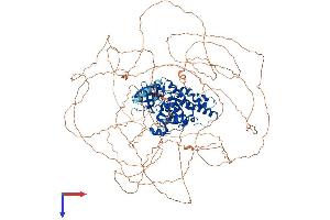 HIPK1 Protein (AA 1-1210) (His tag)
