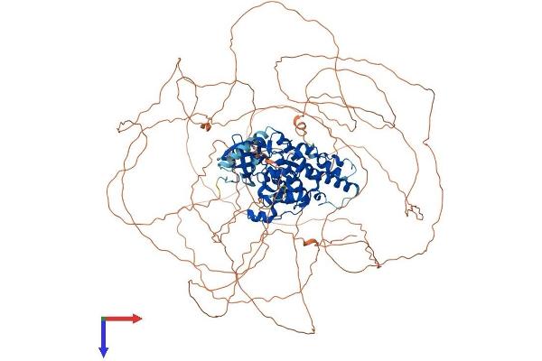 HIPK1 Protein (AA 1-1210) (His tag)