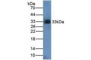 Western blot analysis of Rat Kidney Tissue. (CDK4 抗体  (AA 6-295))