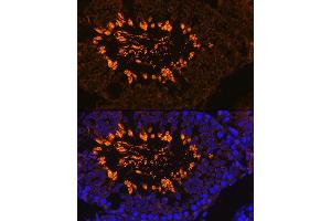 Immunofluorescence analysis of Rat testis using  antibody (ABIN7265353) at dilution of 1:100. (AKAP4 抗体  (AA 189-340))