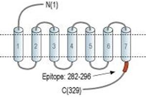 Representative domain view of the target of ABIN7884959.