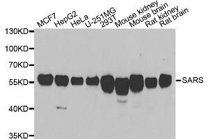 Western blot analysis of extracts of various cell lines, using SARS antibody (ABIN5974071) at 1/1000 dilution. (Seryl-tRNA Synthetase (SARS) 抗体)
