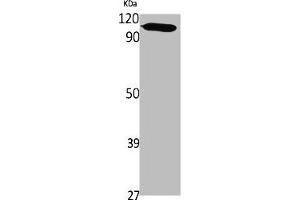 Western Blot analysis of various cells using PMS1 Polyclonal Antibody (PMS1 抗体  (Internal Region))