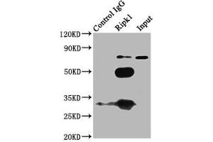 Immunoprecipitating Ripk1 in K562 whole cell lysate Lane 1: Rabbit control IgG (1? (RIPK1 抗体  (AA 1-656))