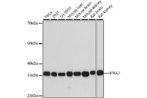 Western blot analysis of extracts of various cell lines, using HTR Rabbit mAb (ABIN7267788) at 1:1000 dilution. (HTRA2 抗体)