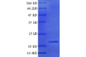 Protein expressed in E. (IL-1 beta Protein (AA 114-266, full length) (His tag))