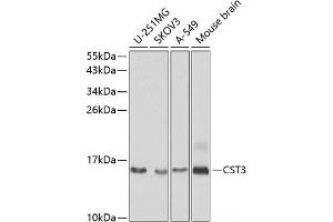 Western blot analysis of extracts of various cell lines using CST3 Polyclonal Antibody at dilution of 1:1000. (CST3 抗体)