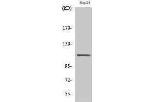 Western Blotting (WB) image for anti-Signal Transducer and Activator of Transcription 2, 113kDa (STAT2) (Tyr1221), (Tyr1222) antibody (ABIN3187080) (STAT2 抗体  (Tyr1221, Tyr1222))