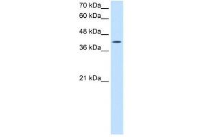 ACTR2 antibody used at 2. (ACTR2 抗体)