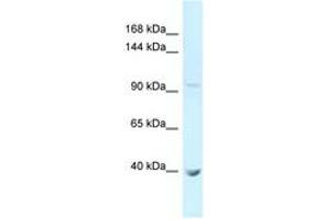 Image no. 1 for anti-Protocadherin alpha 11 (PCDHA11) (AA 171-220) antibody (ABIN6747981) (PCDHA11 抗体  (AA 171-220))
