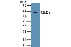 Detection of Recombinant MUC2, Porcine using Polyclonal Antibody to Mucin 2 (MUC2) (MUC2 抗体  (AA 36-351))