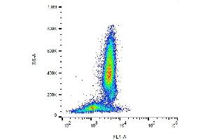 Surface staining of human peripheral blood cells with anti-CD95 (LT95) FITC. (FAS 抗体  (FITC))