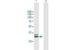 Western Blot analysis of KLK1 expression in transfected 293T cell line by KLK1 MaxPab polyclonal antibody.