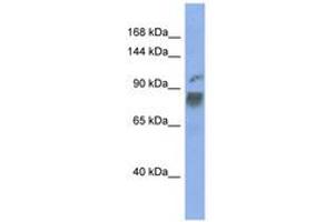 Image no. 1 for anti-Heterogeneous Nuclear Ribonucleoprotein U-Like 1 (HNRNPUL1) (AA 467-516) antibody (ABIN6743001) (HNRNPUL1 抗体  (AA 467-516))