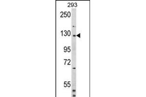 Western blot analysis of DM2 (Human N-term) (ABIN391860 and ABIN2841691) in 293 cell line lysates (35 μg/lane). (DAAM2 抗体  (N-Term))
