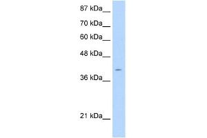 WB Suggested Anti-AGER Antibody Titration:  2. (RAGE 抗体  (C-Term))