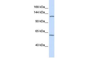Western Blotting (WB) image for anti-PHD Finger Protein 12 (PHF12) antibody (ABIN2459410) (PHF12 抗体)