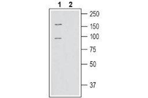 SLC6A15 抗体  (C-Term, Intracellular)