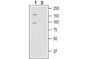 Western blot analysis of human SH-SY5Y neuroblastoma cell line lysate: - 1. (SLC6A15 抗体  (C-Term, Intracellular))