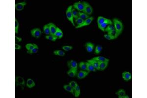 Immunofluorescence (IF) image for anti-Golgi phosphoprotein 3 (Coat-Protein) (GOLPH3) (AA 16-150) antibody (ABIN7154296)
