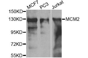Western blot analysis of extracts of various cell lines, using MCM2 antibody. (MCM2 抗体  (AA 360-700))
