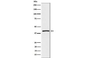 Western blot analysis of ATP1B3 expression in mouse brain lysate.