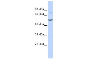 Western Blotting (WB) image for anti-Bile Acid CoA: Amino Acid N-Acyltransferase (Glycine N-Choloyltransferase) (BAAT) antibody (ABIN2458950) (BAAT 抗体)