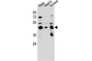 Western blot analysis of LRRC28 Antibody (C-term) in A549, HepG2 cell line and mouse heart tissue lysates (35ug/lane). (LRRC28 抗体  (C-Term))