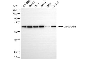 Western blotting analysis using CDK5RAP3 antibody (ABIN7797997). (Recombinant CDK5RAP3 抗体)