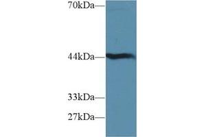 Western blot analysis of Mouse Liver lysate, using Mouse HAO1 Antibody (1 µg/ml) and HRP-conjugated Goat Anti-Rabbit antibody (