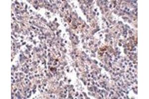Immunohistochemistry of SYPL2 in human spleen tissue with this product at 2. (SYPL2 抗体  (C-Term))