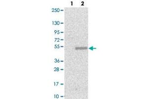 Western blot analysis of Lane 1: Negative control (vector only transfected HEK293T lysate), Lane 2: Over-expression Lysate (Co-expressed with a C-terminal myc-DDK tag (~3. (HS2ST1 抗体)