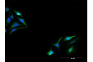 Immunofluorescence of purified MaxPab antibody to KPNA5 on HeLa cell. (KPNA5 抗体  (AA 1-539))
