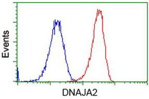 Image no. 5 for anti-DnaJ (Hsp40) Homolog, Subfamily A, Member 2 (DNAJA2) antibody (ABIN1497861) (DNAJA2 抗体)