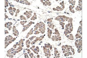Immunohistochemistry (IHC) image for anti-Glutaryl-CoA Dehydrogenase (GCDH) (C-Term) antibody (ABIN2781317) (GCDH 抗体  (C-Term))