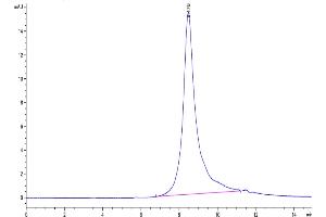 Size-exclusion chromatography-High Pressure Liquid Chromatography (SEC-HPLC) image for Sialic Acid Binding Ig-Like Lectin 6 (SIGLEC6) (AA 27-331) protein (His-Avi Tag) (ABIN7275600)