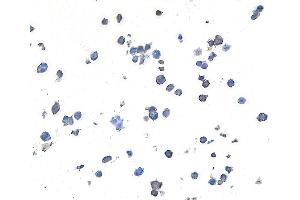 Immunocytochemistry (ICC) image for anti-Lymphocyte-Activation Gene 3 (LAG3) (AA 23-450) antibody (ABIN7455196) (Recombinant LAG3 抗体  (AA 23-450))