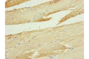 Immunohistochemistry of paraffin-embedded human skeletal muscle tissue using ABIN7149113 at dilution of 1:100 (UQCRC1 抗体  (AA 1-63))