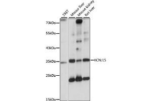 Western blot analysis of extracts of various cell lines, using KCNJ15 antibody (ABIN7269475) at 1:1000 dilution. (KCNJ15 抗体  (AA 221-375))