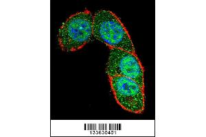 Confocal immunofluorescent analysis of SMAD3 Antibody with Hela cell followed by Alexa Fluor 488-conjugated goat anti-rabbit lgG (green). (SMAD3 抗体  (AA 127-156))