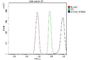 anti-Apolipoprotein A-V (APOA5) (AA 99-217) antibody