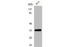 Western Blot analysis of HeLa cells using D-GPCR Polyclonal Antibody (OR51E1 抗体  (C-Term))