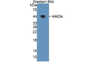 Western Blot; Sample: Recombinant protein. (GOT1 抗体  (AA 1-413))